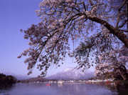 野尻湖　湖畔の桜